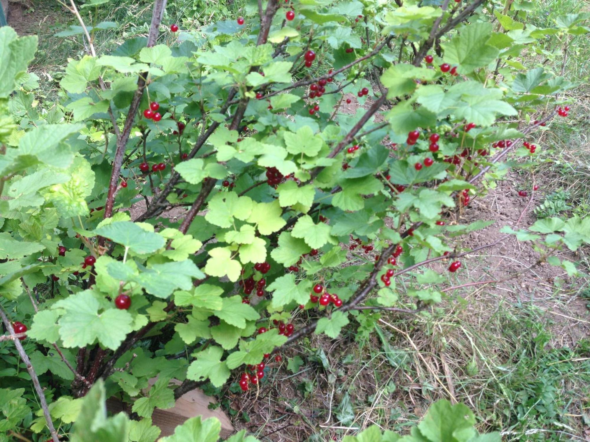 Cherrytree Cottage 1840 ไฮม์บาค ภายนอก รูปภาพ