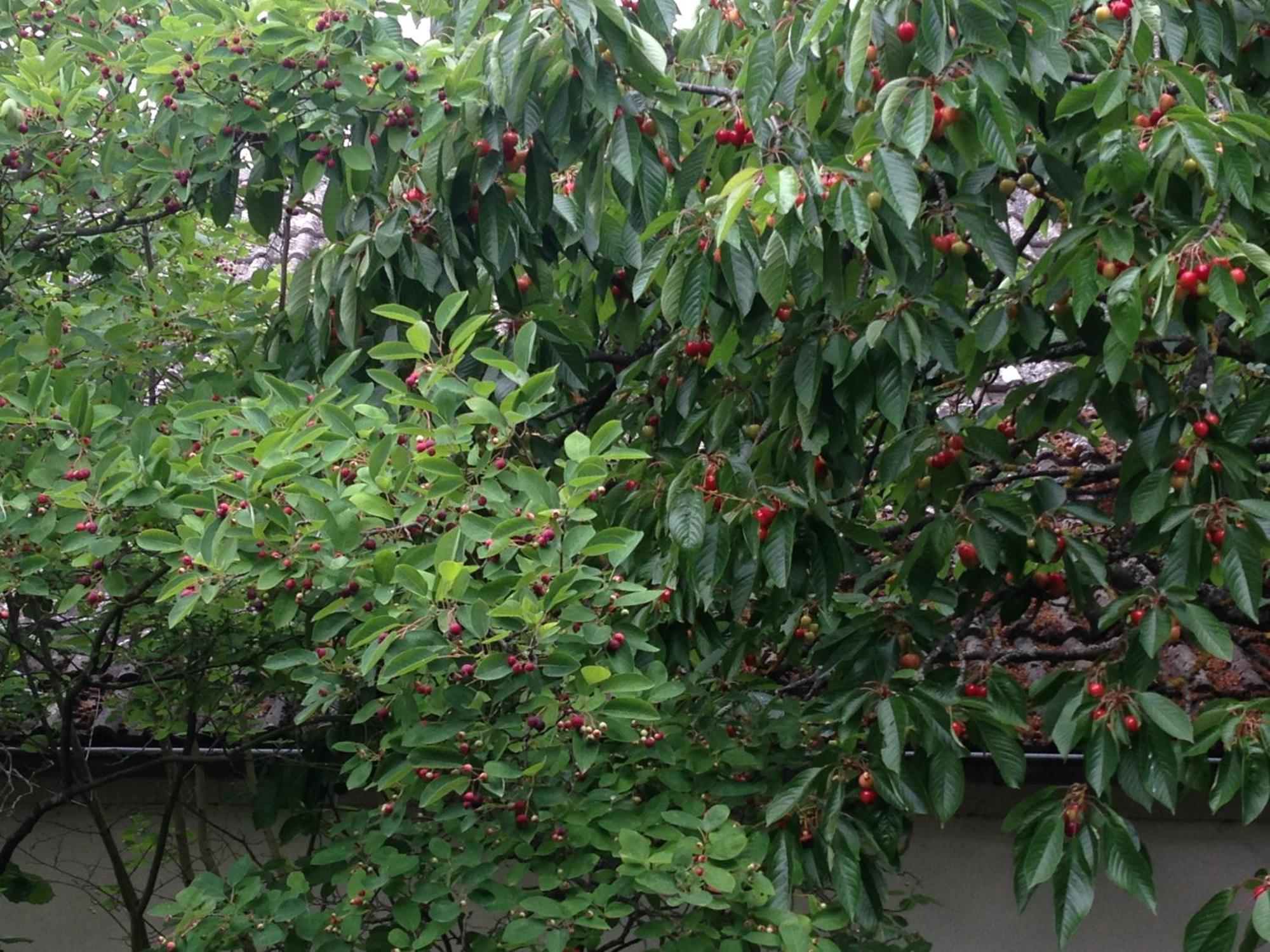 Cherrytree Cottage 1840 ไฮม์บาค ภายนอก รูปภาพ